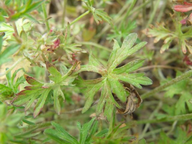 Geranium dissectum / Geranio sbrandellato